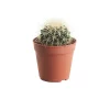 Castorama Cactus "coussin De Belle-mère" 12cm 2 Castorama Cactus "coussin De Belle-mère" 12cm -Terreau, gazon, traitement, végétal, semence Soldes Boutique cactus coussin de belle mere 12cm5059340052571 01c