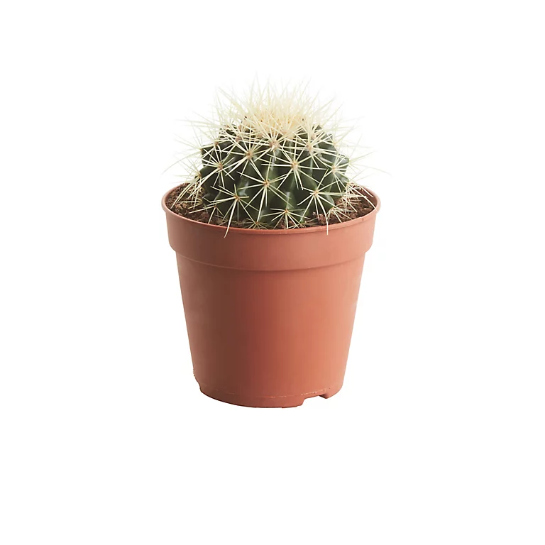 Castorama Cactus "coussin De Belle-mère" 12cm 3 Castorama Cactus "coussin De Belle-mère" 12cm