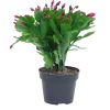 Castorama Cactus De Noël, 12cm -Terreau, gazon, traitement, végétal, semence Soldes Boutique cactus de noel 12cm5059340052885 02c