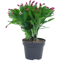 Castorama Cactus De Noël, 12cm