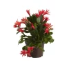 Castorama Cactus De Pâques Rose, 12cm -Terreau, gazon, traitement, végétal, semence Soldes Boutique cactus de paques rose 12cm5059340052892 02c