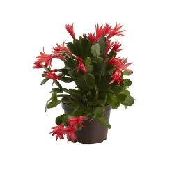 Castorama Cactus De Pâques Rose, 12cm