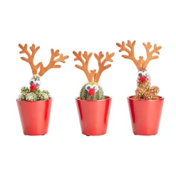 Castorama Cactus En Pot Rennes 5,5 Cm
