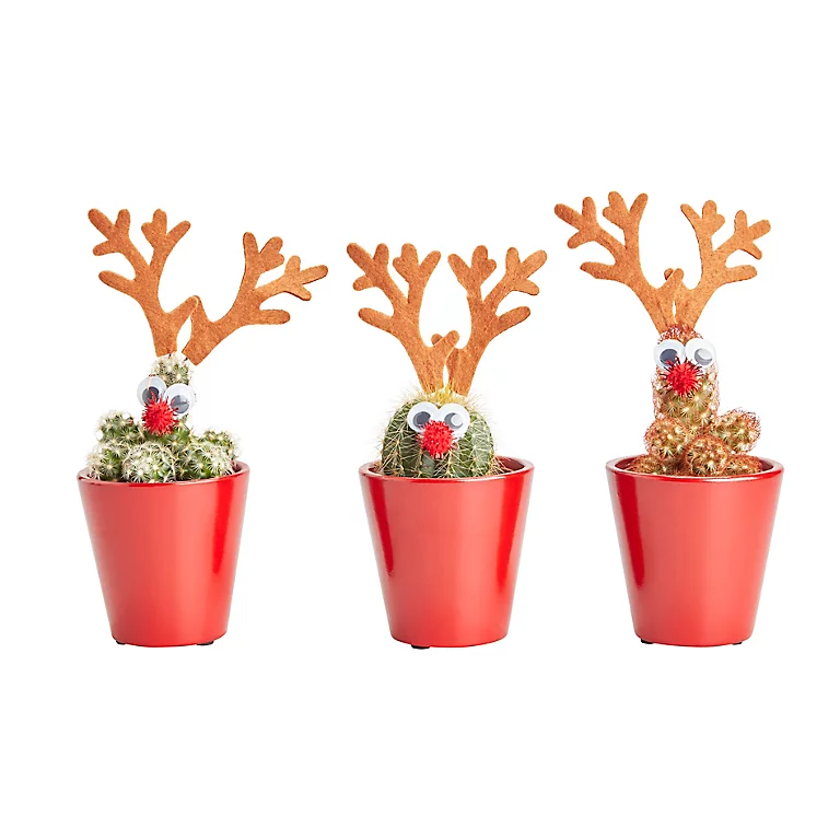 Castorama Cactus En Pot Rennes 5,5 Cm 3 Castorama Cactus En Pot Rennes 5,5 Cm
