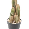 Castorama Cactus Finger X Artificiel H.28 Cm -Terreau, gazon, traitement, végétal, semence Soldes Boutique cactus finger x artificiel h 28 cm3700543503873 01c FR CF