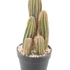 Castorama Cactus Finger X Artificiel H.95 Cm -Terreau, gazon, traitement, végétal, semence Soldes Boutique cactus finger x artificiel h 95 cm3700543503842 01c FR CF