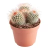 Castorama Cactus Mammillaire à Fleurs 12cm -Terreau, gazon, traitement, végétal, semence Soldes Boutique cactus mammillaire a fleurs 12cm3663602463245 02c