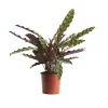 Castorama Calathéa Lancifolia 14cm 1 Castorama Calathéa Lancifolia 14cm -Terreau, gazon, traitement, végétal, semence Soldes Boutique calathea lancifolia 14cm3663602462569 02c