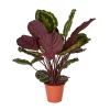 Castorama Calathéa Médaillon 14cm 2 Castorama Calathéa Médaillon 14cm -Terreau, gazon, traitement, végétal, semence Soldes Boutique calathea medaillon 14cm5059340052052 01c