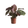 Castorama Calathéa Médaillon 19cm -Terreau, gazon, traitement, végétal, semence Soldes Boutique calathea medaillon 19cm3663602463948 02c