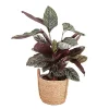 Castorama Calathéa Ornata Pot Naturel 19cm 2 Castorama Calathéa Ornata Pot Naturel 19cm -Terreau, gazon, traitement, végétal, semence Soldes Boutique calathea ornata pot naturel 19cm5059340052045 01c