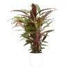 Castorama Calathea Waves 21cm Avec Cache Pot Blanc -Terreau, gazon, traitement, végétal, semence Soldes Boutique calathea waves 21cm avec cache pot blanc8720053841703 01c FR CF