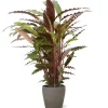 Castorama Calathea Waves 21cm Avec Cache Pot Pierre -Terreau, gazon, traitement, végétal, semence Soldes Boutique calathea waves 21cm avec cache pot pierre8720053841734 01c FR CF