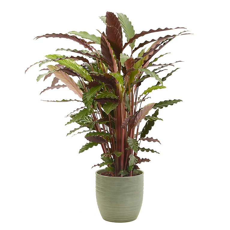 Castorama Calathea Waves 21cm Avec Cache Pot Rayures Vertes 3 Castorama Calathea Waves 21cm Avec Cache Pot Rayures Vertes