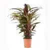 Castorama Calathea Waves 21cm 2 Castorama Calathea Waves 21cm -Terreau, gazon, traitement, végétal, semence Soldes Boutique calathea waves 21cm8720053841697 01c FR CF