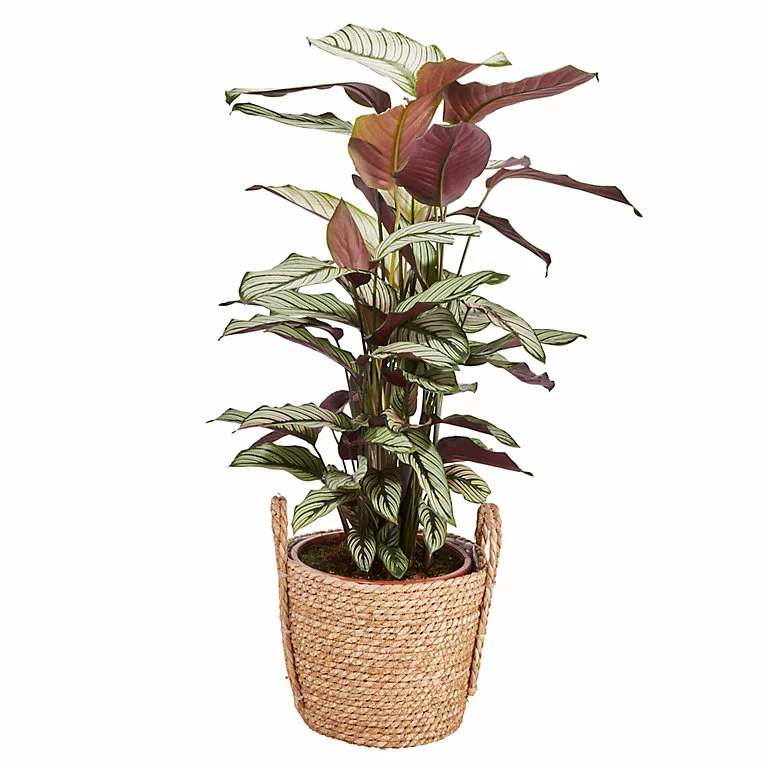 Castorama Calathéa White Star 19cm 3 Castorama Calathéa White Star 19cm