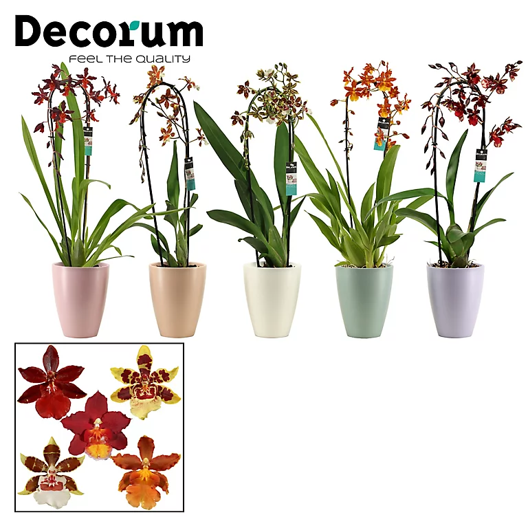 Castorama Cambria Cascade 1 Tige Céramique 3 Castorama Cambria Cascade 1 Tige Céramique