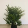 Castorama Chamaerops Humilis 60-80cm 15L -Terreau, gazon, traitement, végétal, semence Soldes Boutique chamaerops humilis 60 80cm 15l8436565890046 01c FR CF