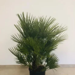 Castorama Chamaerops Humilis 60-80cm 15L