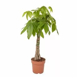 Castorama Châtaignier De Guyane 24cm