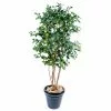 Castorama Citrus Artificiel H.140 Cm 1 Castorama Citrus Artificiel H.140 Cm -Terreau, gazon, traitement, végétal, semence Soldes Boutique citrus artificiel h 140 cm3700543505143 01c FR CF