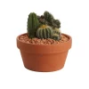 Castorama Composition De Cactus 17cm -Terreau, gazon, traitement, végétal, semence Soldes Boutique composition de cactus 17cm5059340052915 02c