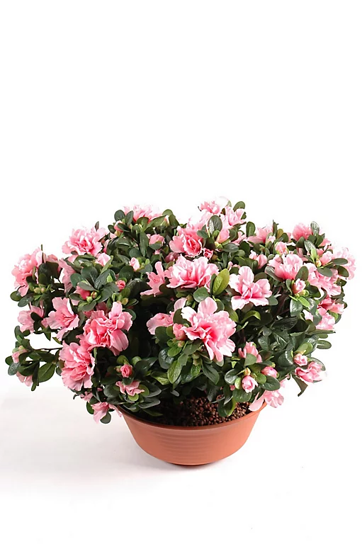 Castorama Coupe Azalée Artificielle 3 Piquets 3 Castorama Coupe Azalée Artificielle 3 Piquets