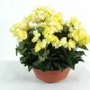 Castorama Coupe Begonia Artificiel 3 Piquets -Terreau, gazon, traitement, végétal, semence Soldes Boutique coupe begonia artificiel 3 piquets3700543500001 01c FR CF
