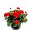 Castorama Coupe Geranium Artificiel 3 Piquets 1 Castorama Coupe Geranium Artificiel 3 Piquets -Terreau, gazon, traitement, végétal, semence Soldes Boutique coupe geranium artificiel 3 piquets3700543500117 01c FR CF