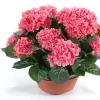 Castorama Coupe Hortensia Artificiel 3 Piquets 1 Castorama Coupe Hortensia Artificiel 3 Piquets -Terreau, gazon, traitement, végétal, semence Soldes Boutique coupe hortensia artificiel 3 piquets3700543500025 01c FR CF