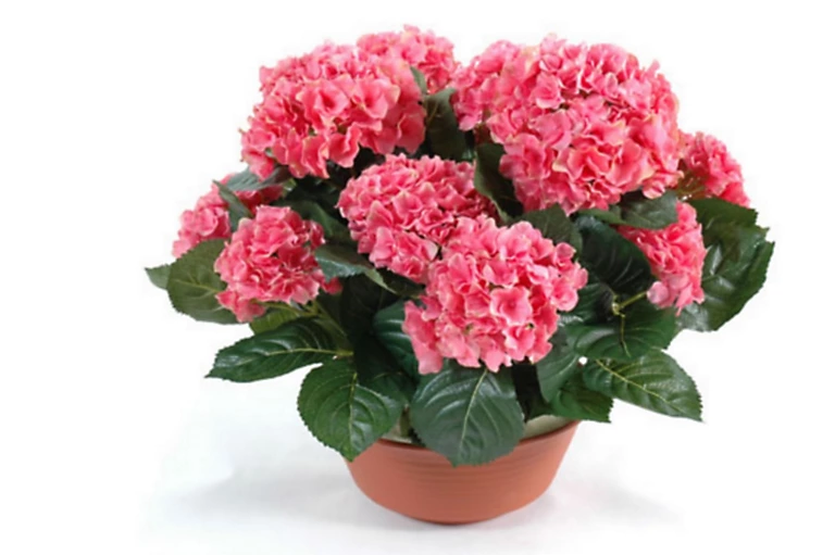 Castorama Coupe Hortensia Artificiel 3 Piquets 3 Castorama Coupe Hortensia Artificiel 3 Piquets