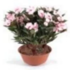 Castorama Coupe Impatien Artificiel 3 Piquets