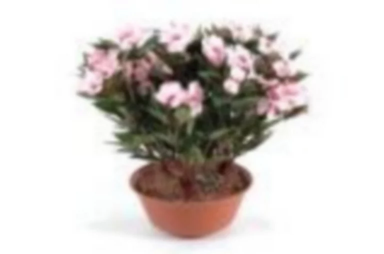 Castorama Coupe Impatien Artificiel 3 Piquets 3 Castorama Coupe Impatien Artificiel 3 Piquets