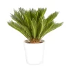 Castorama Cycas Revoluta 21cm Avec Cache Pot Blanc 2 Castorama Cycas Revoluta 21cm Avec Cache Pot Blanc -Terreau, gazon, traitement, végétal, semence Soldes Boutique cycas revoluta 21cm avec cache pot blanc8720053842052 01c FR CF