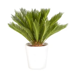 Castorama Cycas Revoluta 21cm Avec Cache Pot Blanc