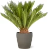 Castorama Cycas Revoluta 21cm Avec Cache Pot Pierre 1 Castorama Cycas Revoluta 21cm Avec Cache Pot Pierre -Terreau, gazon, traitement, végétal, semence Soldes Boutique cycas revoluta 21cm avec cache pot pierre8720053842083 01c FR CF