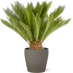 Castorama Cycas Revoluta 21cm Avec Cache Pot Pierre