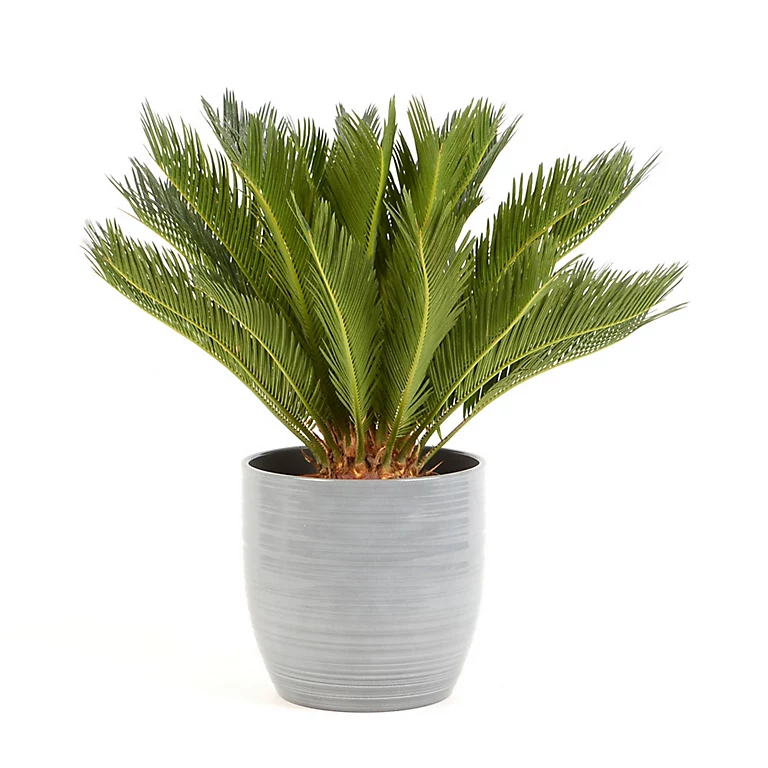 Castorama Cycas Revoluta 21cm Avec Cache Pot Rayures Grises 3 Castorama Cycas Revoluta 21cm Avec Cache Pot Rayures Grises