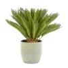 Castorama Cycas Revoluta 21cm Avec Cache Pot Rayures Vertes