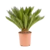Castorama Cycas Revoluta 21cm -Terreau, gazon, traitement, végétal, semence Soldes Boutique cycas revoluta 21cm8720053842045 01c FR CF