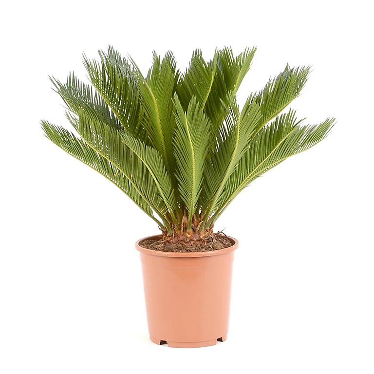 Castorama Cycas Revoluta 21cm 3 Castorama Cycas Revoluta 21cm