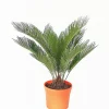 Castorama Cycas Revoluta En Pot 3L 1 Castorama Cycas Revoluta En Pot 3L -Terreau, gazon, traitement, végétal, semence Soldes Boutique cycas revoluta en pot 3l8034076925358 01c FR CF