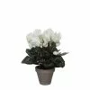 Castorama Cyclamen Blanc Artificiel ø30 X H.30 Cm En Pot Stan Gris ø11,5 Cm 1 Castorama Cyclamen Blanc Artificiel ø30 X H.30 Cm En Pot Stan Gris ø11,5 Cm -Terreau, gazon, traitement, végétal, semence Soldes Boutique cyclamen blanc artificiel 30 x h 30 cm en pot stan gris 11 5 cm8712293472229 01c FR CF