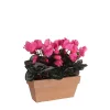 Castorama Cyclamen Rose Artificiel En Jardiniere Slate Terra 29 X 13 X H.33 Cm -Terreau, gazon, traitement, végétal, semence Soldes Boutique cyclamen rose artificiel en jardiniere slate terra 29 x 13 x h 33 cm8712799726963 01c FR CF