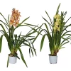Castorama Cymbidium Mini 1 Tige Mix -Terreau, gazon, traitement, végétal, semence Soldes Boutique cymbidium mini 1 tige mix5059340186832 01c FR CF