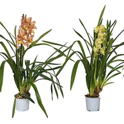 Castorama Cymbidium Mini 1 Tige Mix