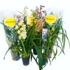 Castorama Cymbidium Mini 2 Tiges Mix -Terreau, gazon, traitement, végétal, semence Soldes Boutique cymbidium mini 2 tiges mix5059340186849 01c FR CF