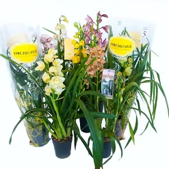 Castorama Cymbidium Mini 2 Tiges Mix