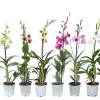 Castorama Dendrobium Sanook 1 Tige Mix 2 Castorama Dendrobium Sanook 1 Tige Mix -Terreau, gazon, traitement, végétal, semence Soldes Boutique dendrobium sanook 1 tige mix5059340186863 01c FR CF