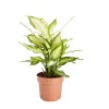 Castorama Dieffenbachia, Assortiment, 17cm 2 Castorama Dieffenbachia, Assortiment, 17cm -Terreau, gazon, traitement, végétal, semence Soldes Boutique dieffenbachia assortiment 17cm5059340052908 01c